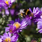 Bienchen und Blümchen