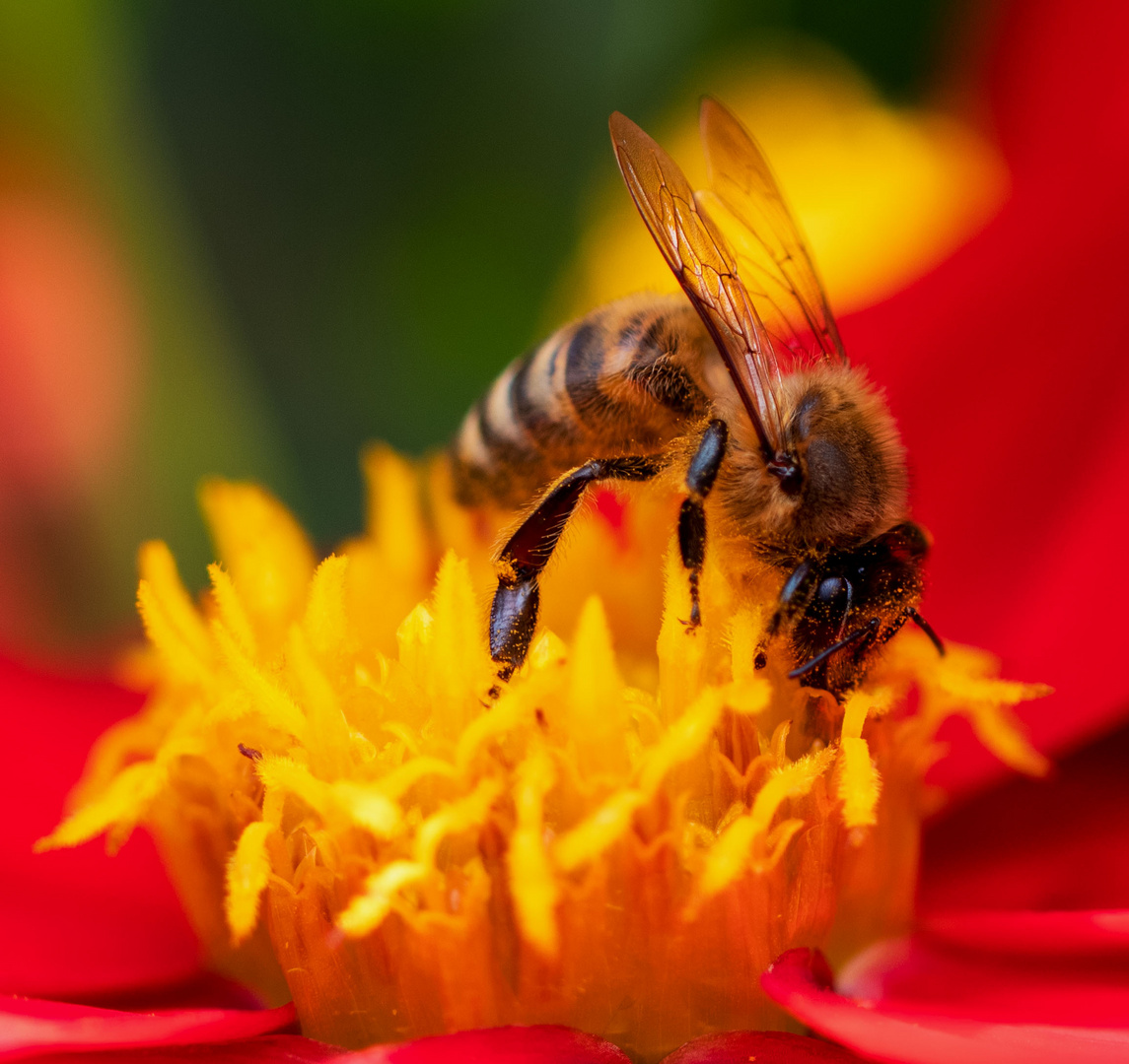 Bienchen und Blümchen