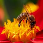 Bienchen und Blümchen