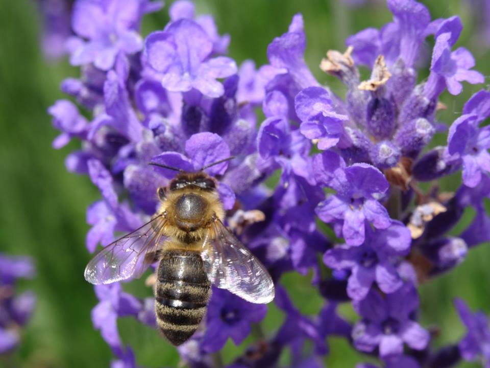 Bienchen und Blümchen