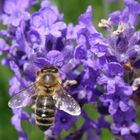 Bienchen und Blümchen