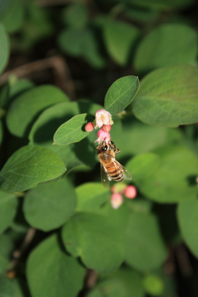 bienchen und blümchen