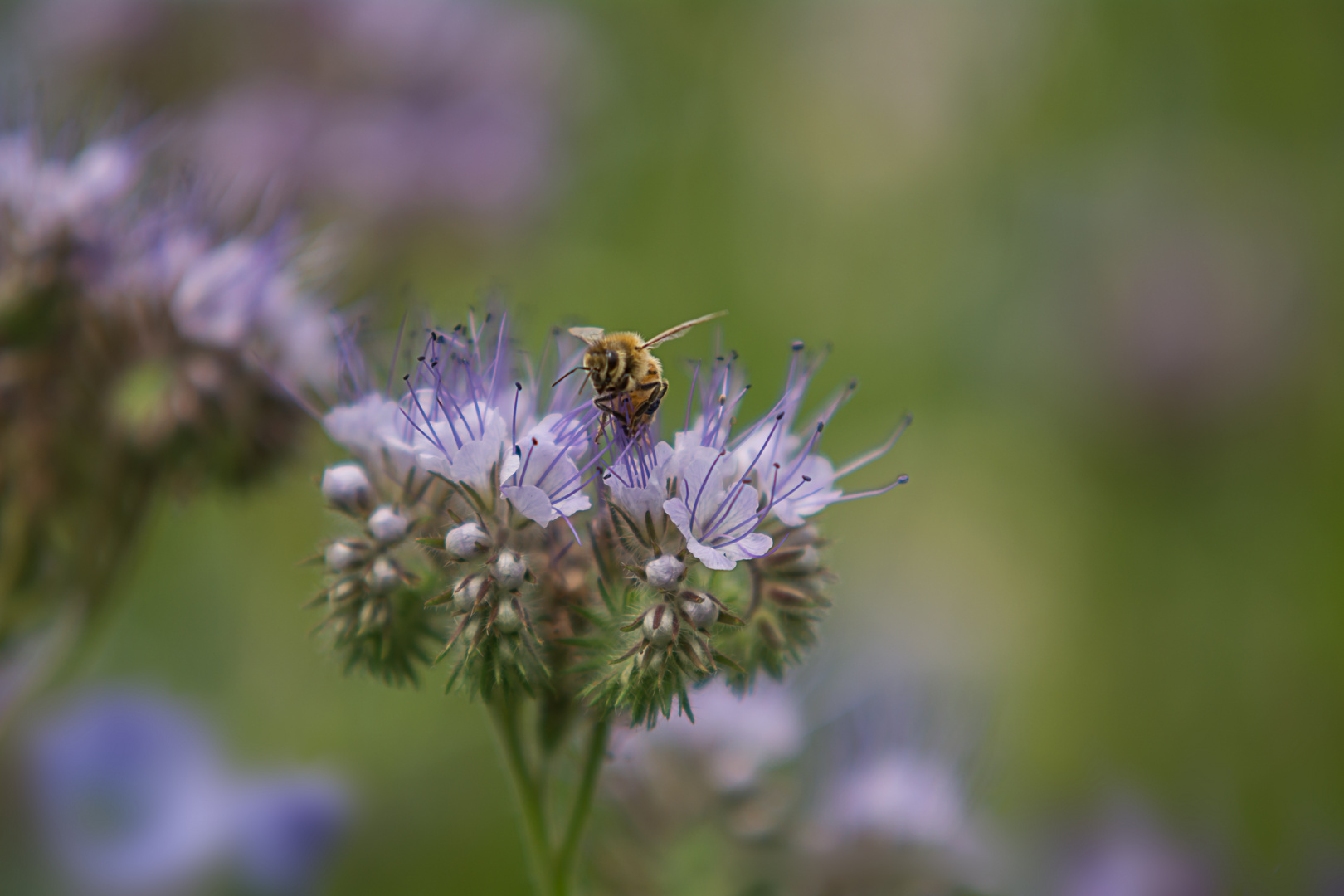 Bienchen und blümchen