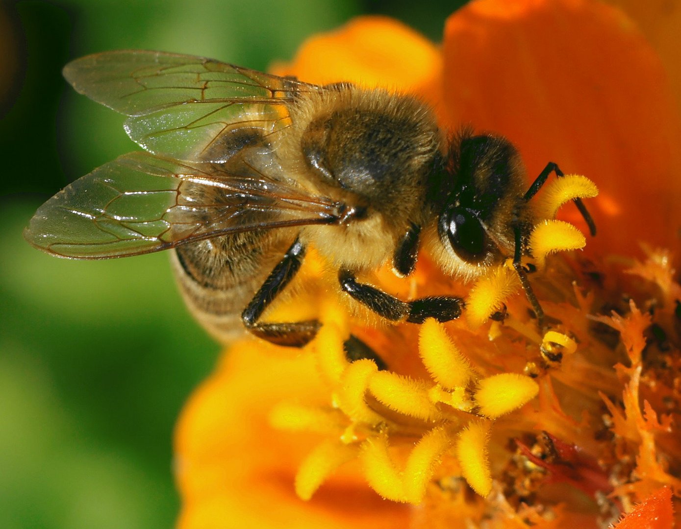 Bienchen und Blümchen