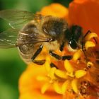 Bienchen und Blümchen