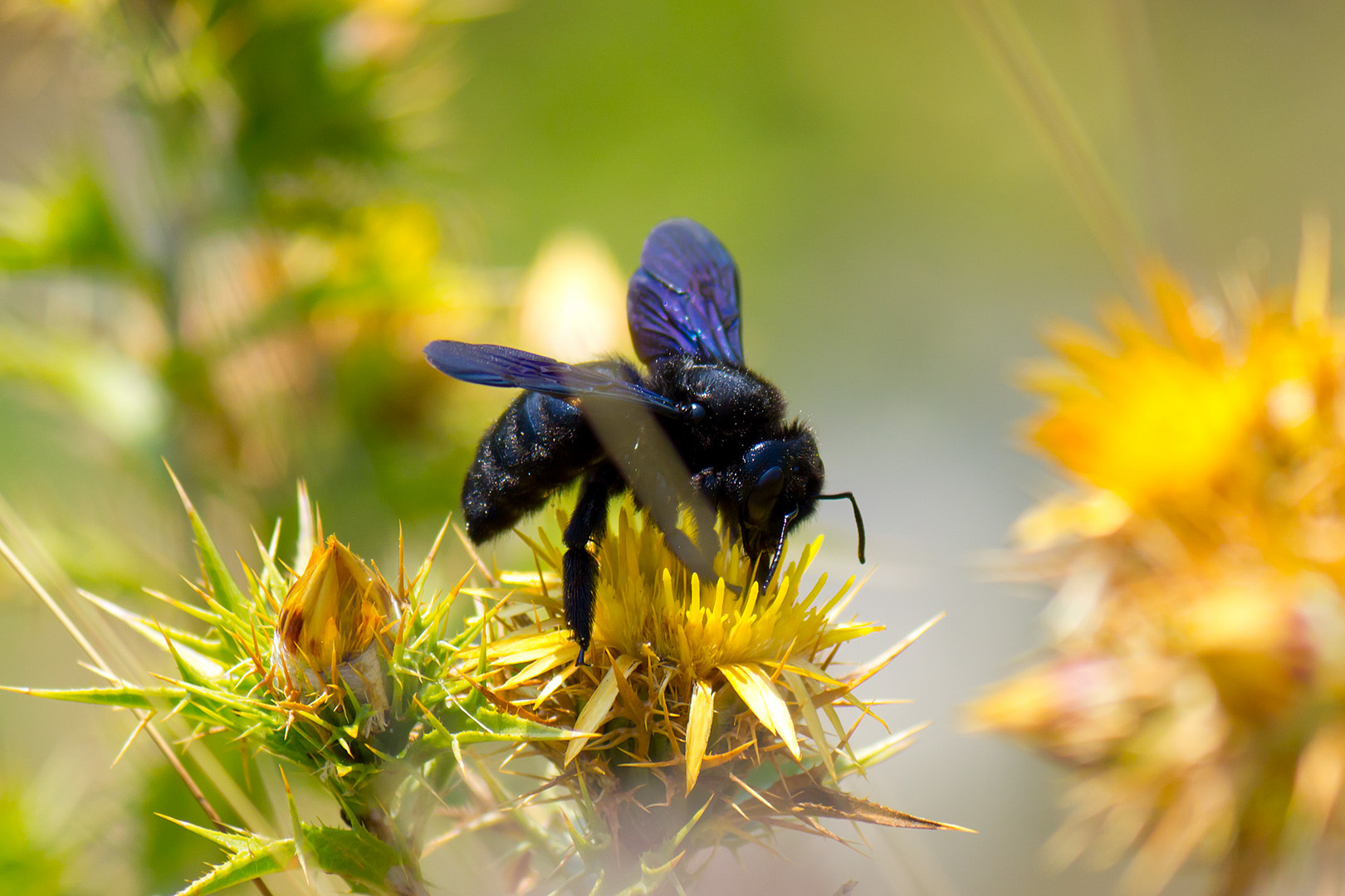 Bienchen und Blümchen...