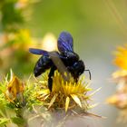 Bienchen und Blümchen...