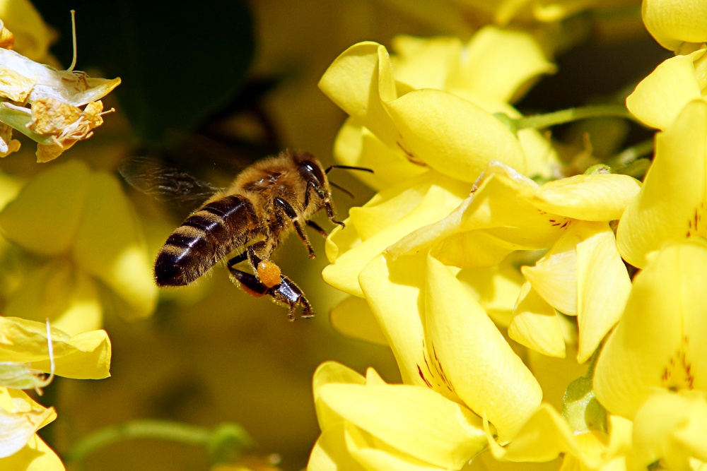 Bienchen und Blümchen