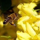 Bienchen und Blümchen