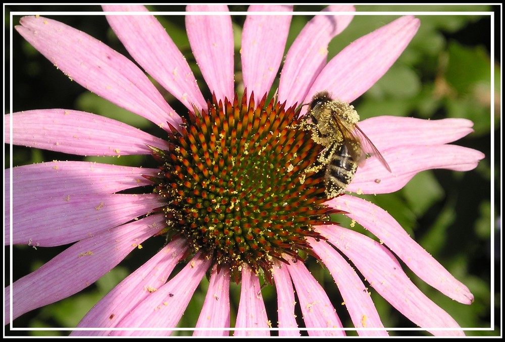 Bienchen und Blümchen