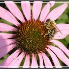 Bienchen und Blümchen