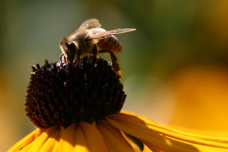 Bienchen und Blümchen