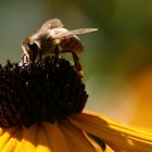 Bienchen und Blümchen