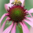 Bienchen und Blümchen