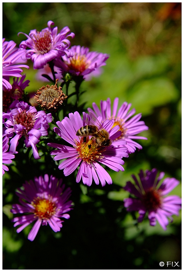 Bienchen und Blümchen ;-)