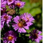 Bienchen und Blümchen ;-)