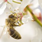 Bienchen und Blümchen