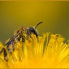 Bienchen und Blümchen...