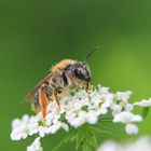 Bienchen und Blümchen