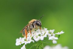 Bienchen und Blümchen