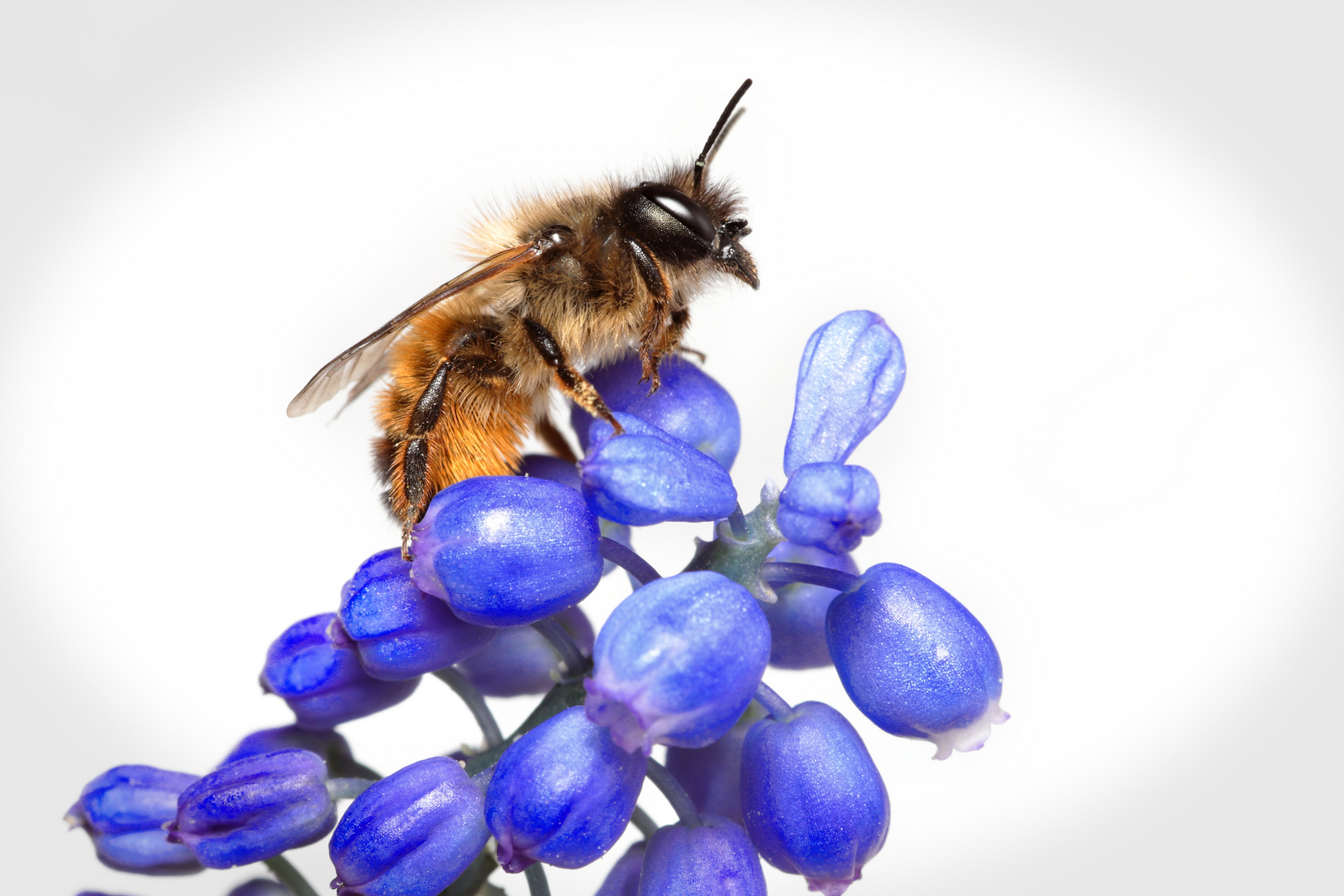 Bienchen und Blümchen