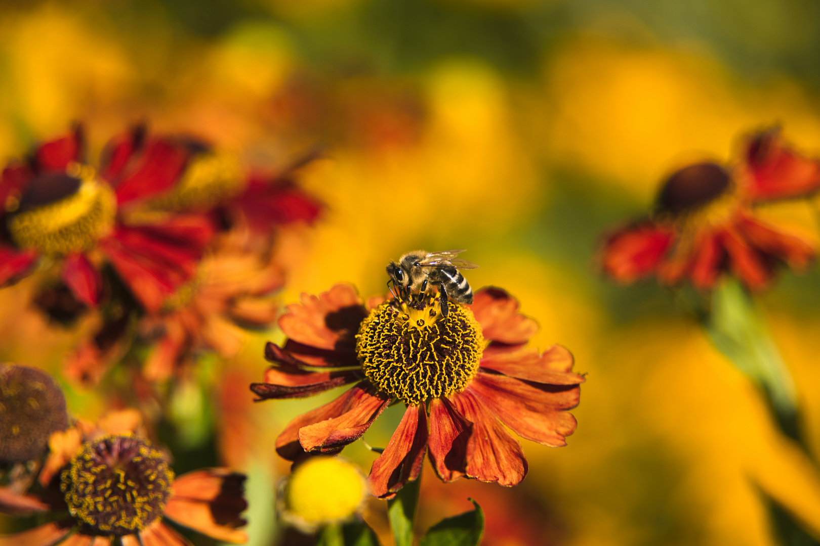 Bienchen und Blümchen