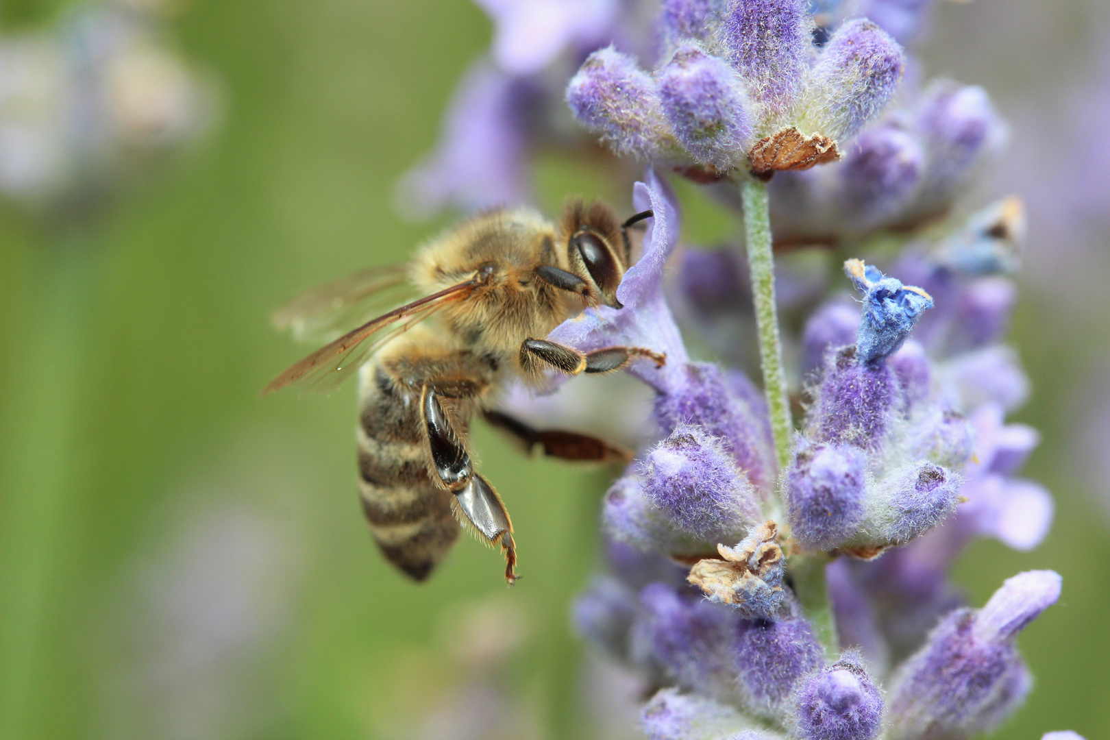 Bienchen und Blümchen