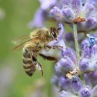 Bienchen und Blümchen