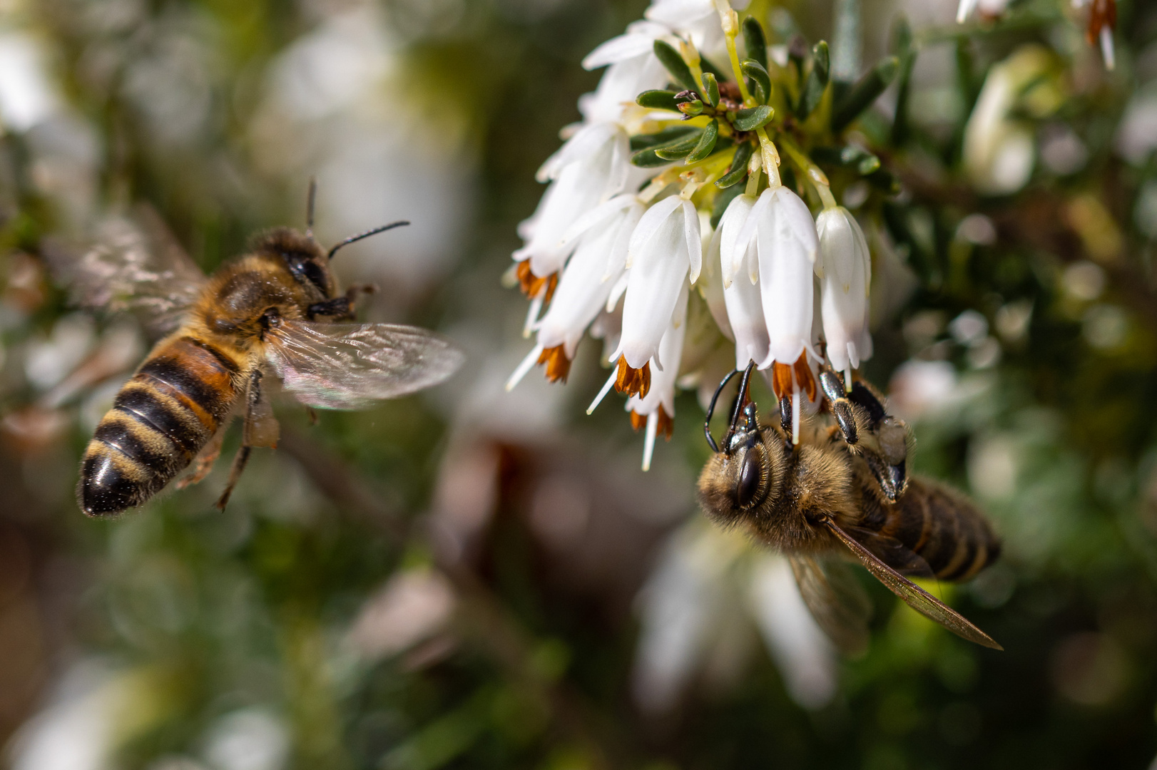 Bienchen und Blümchen 