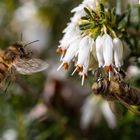 Bienchen und Blümchen 