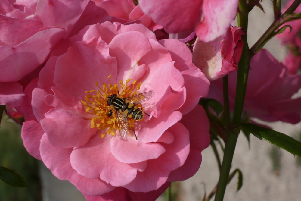 bienchen und blümchen