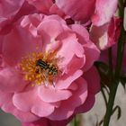 bienchen und blümchen