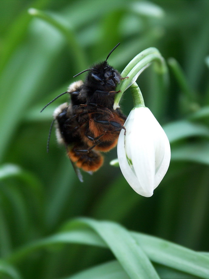 Bienchen und Blümchen