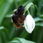 Bienchen und Blümchen