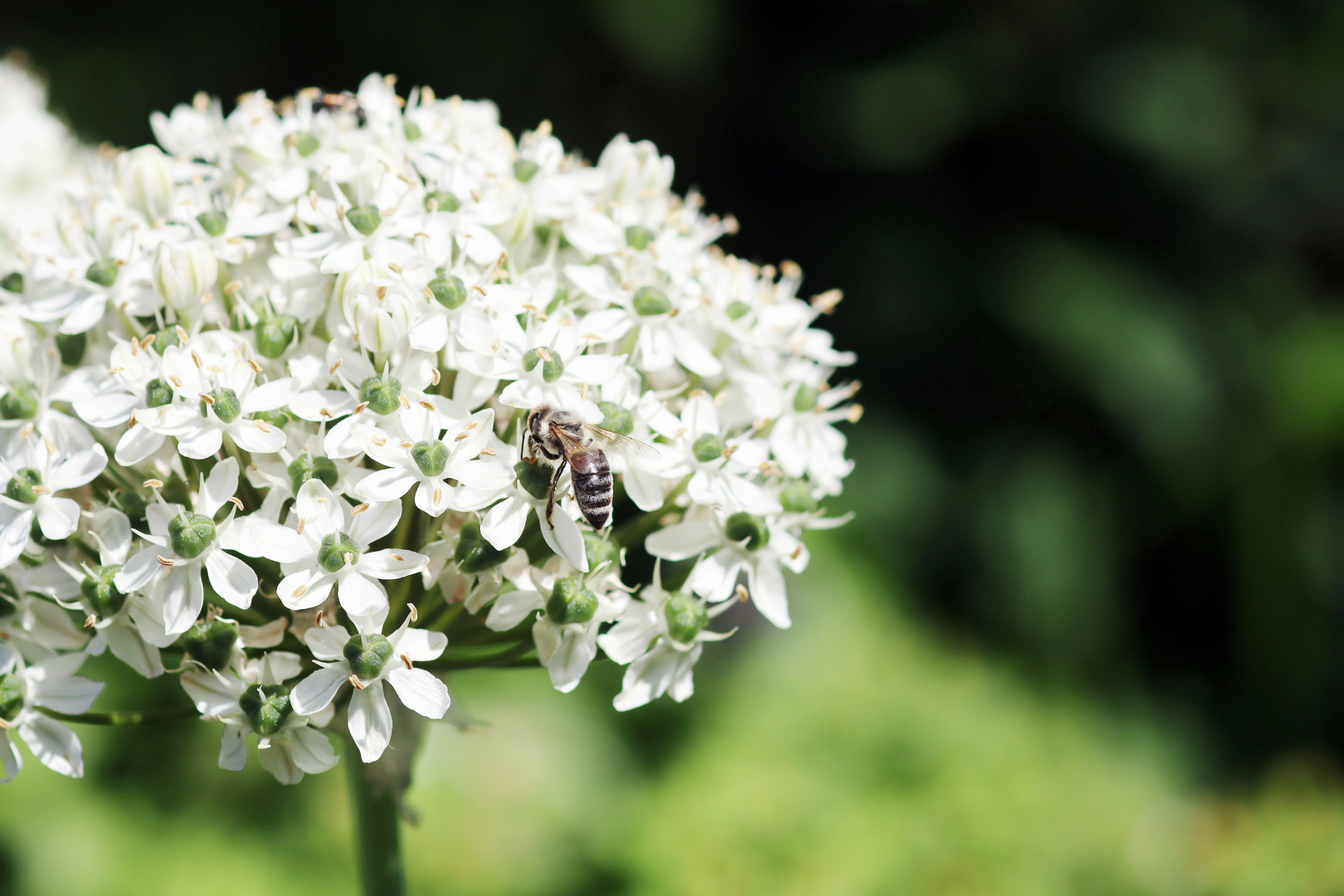 Bienchen und Blümchen