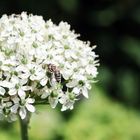 Bienchen und Blümchen