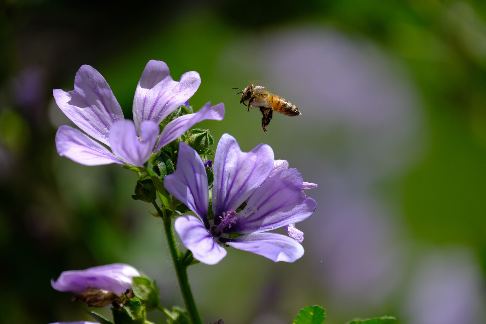 Bienchen und Blümchen ;-)