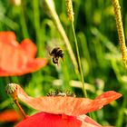 Bienchen und Blümchen