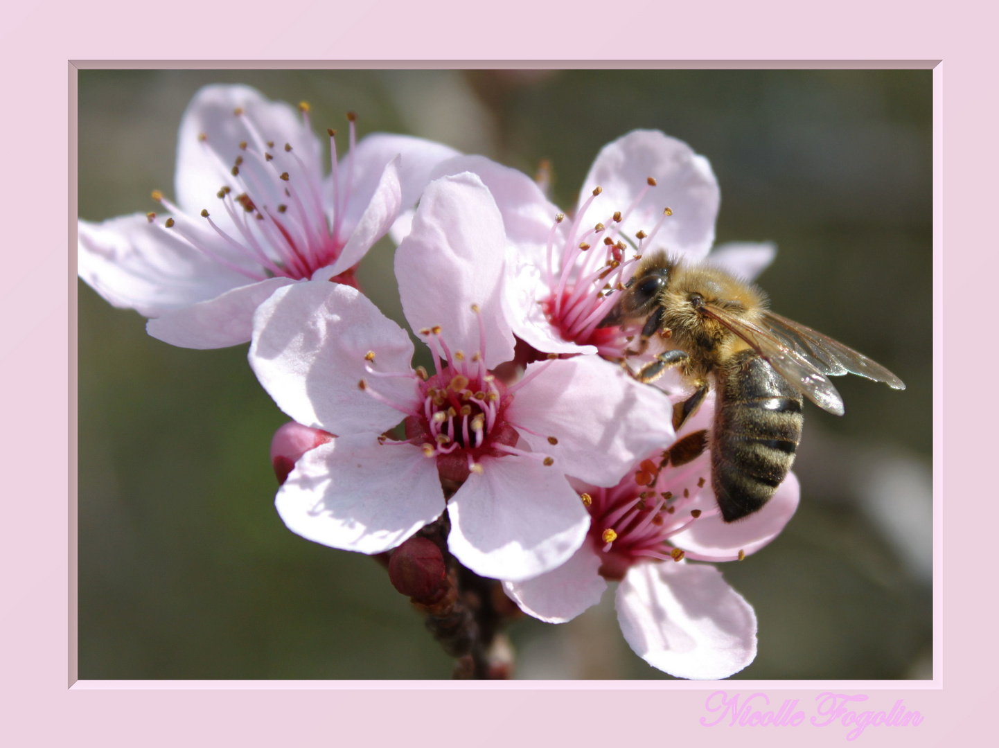 Bienchen und Blümchen