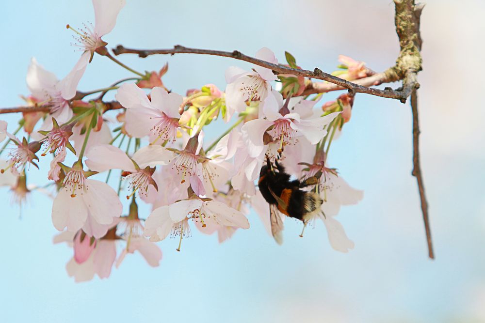 Bienchen und Blümchen