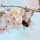 Bienchen und Blümchen