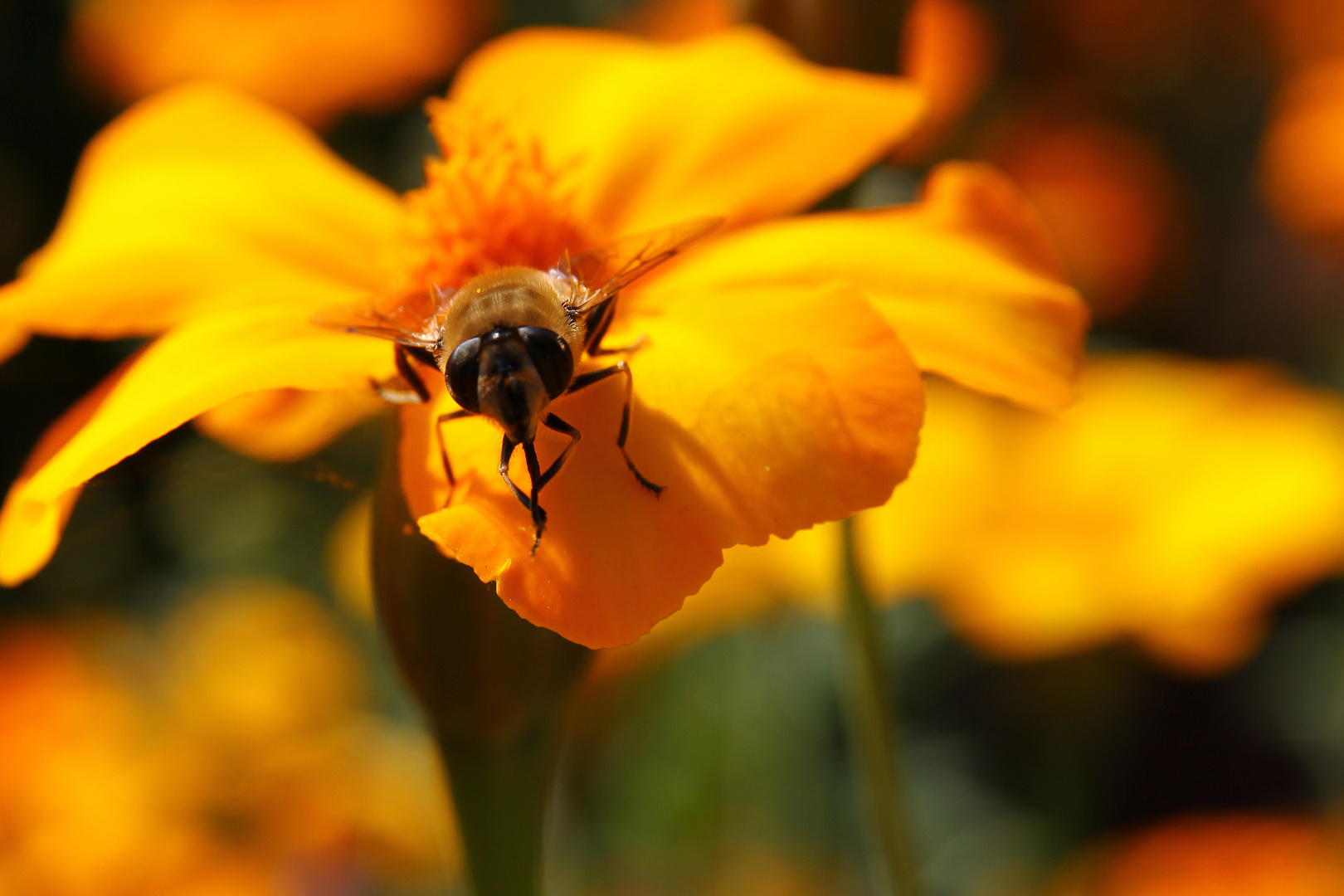 Bienchen und Blümchen