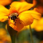 Bienchen und Blümchen