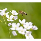 Bienchen und Blümchen