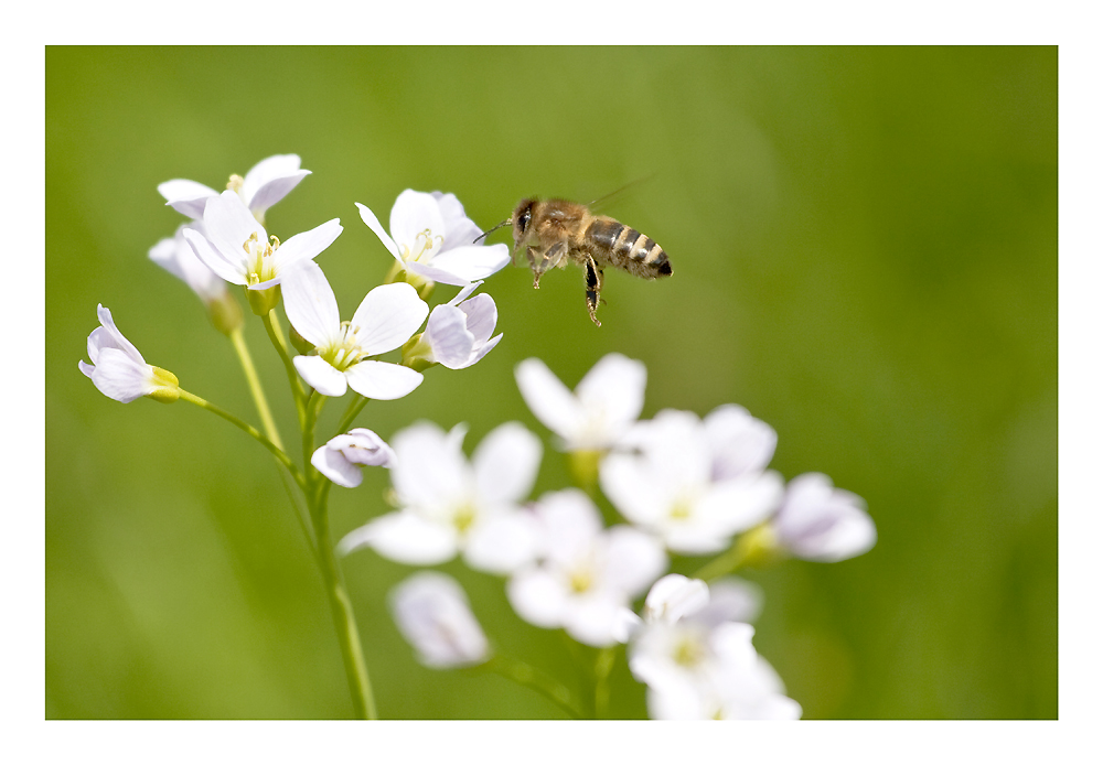 Bienchen und Blümchen