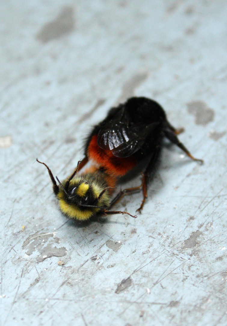 Bienchen und Blümchen?