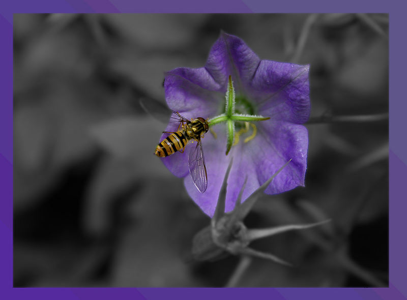 "Bienchen" und Blümchen