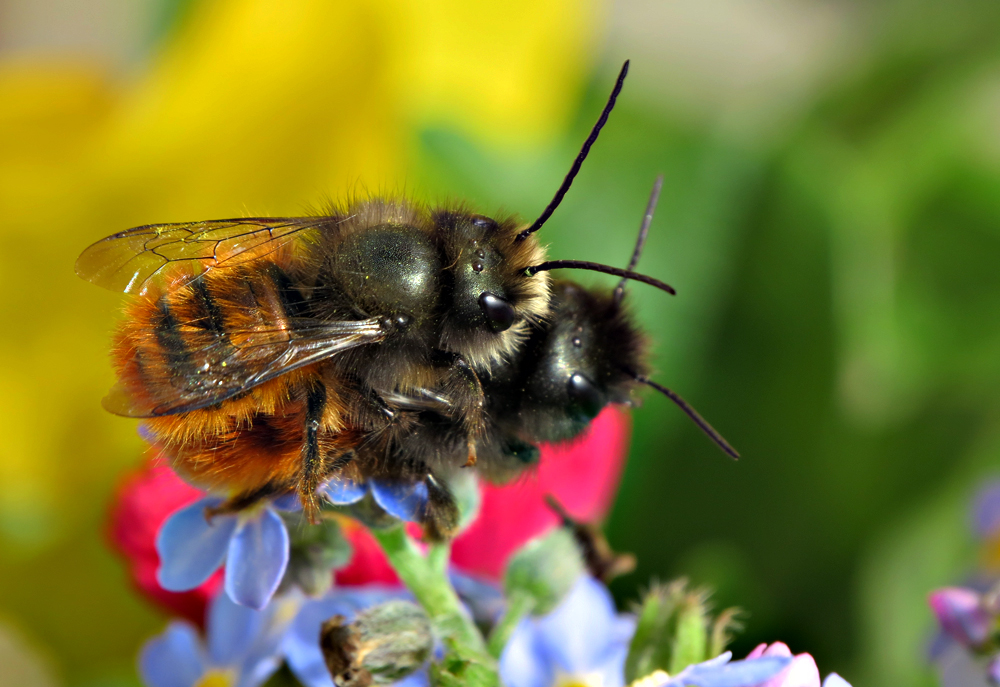 Bienchen und Blümchen