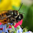 Bienchen und Blümchen