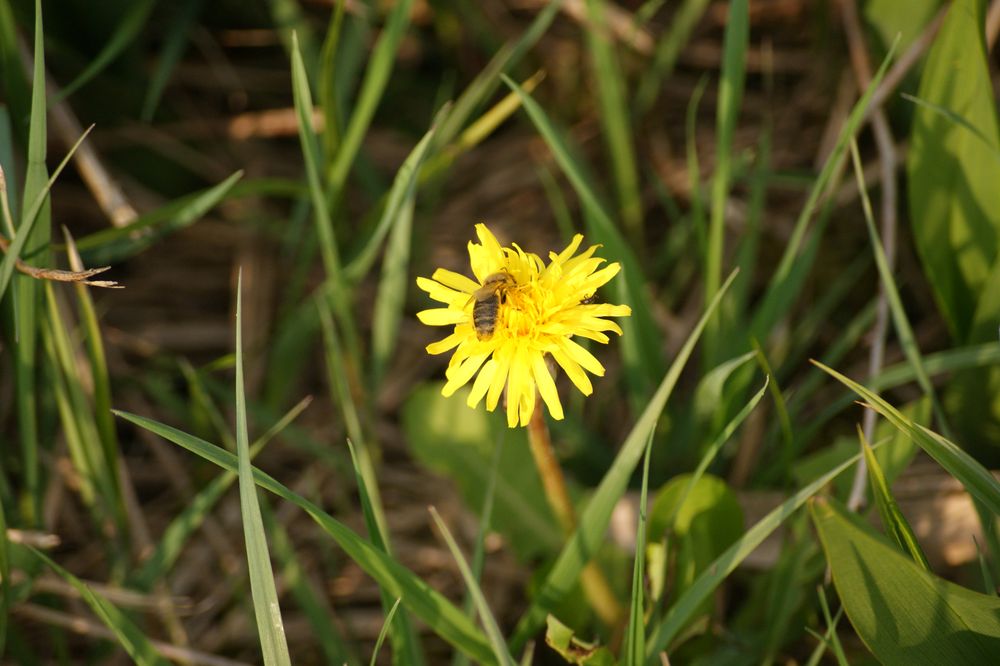 Bienchen und Blümchen